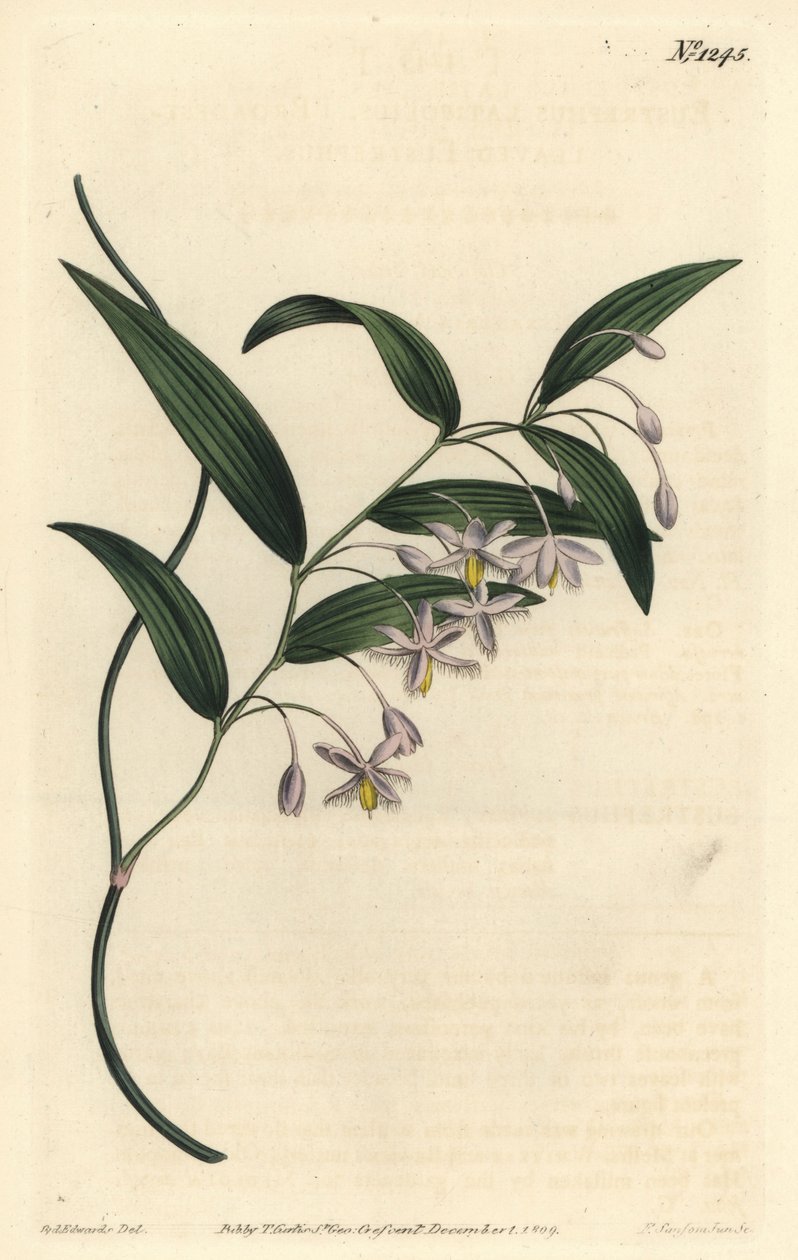 Wombatbär, eller bredbladiga eustrephus, Eustrephus latifolius. Handkolorerad kopparstick av F. Sansom Jr. efter en illustration av Sydenham Edwards från William Curtis