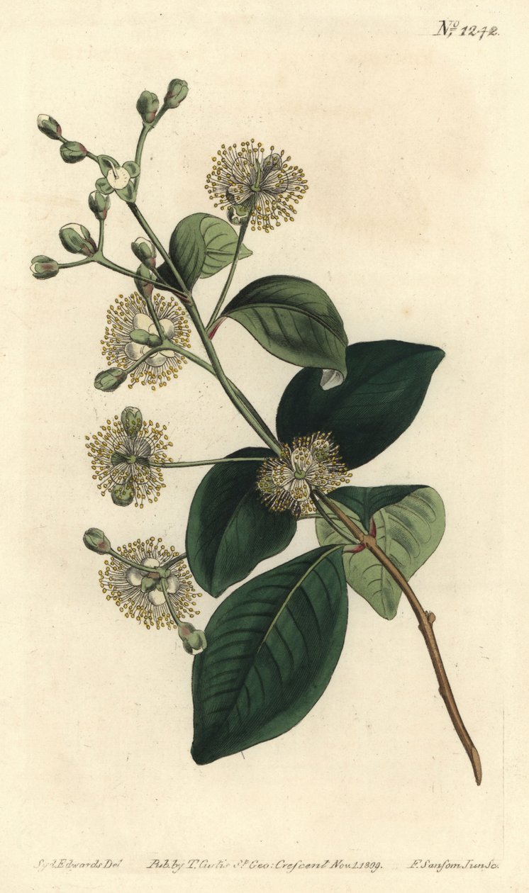 Träpele - Tvillingbär, Myrcianthes fragrans (Sötdoftande eugenia, Eugenia fragrans). Handkolorerad kopparstick av F. Sansom Jr. efter en illustration av Sydenham Edwards från William Curtis