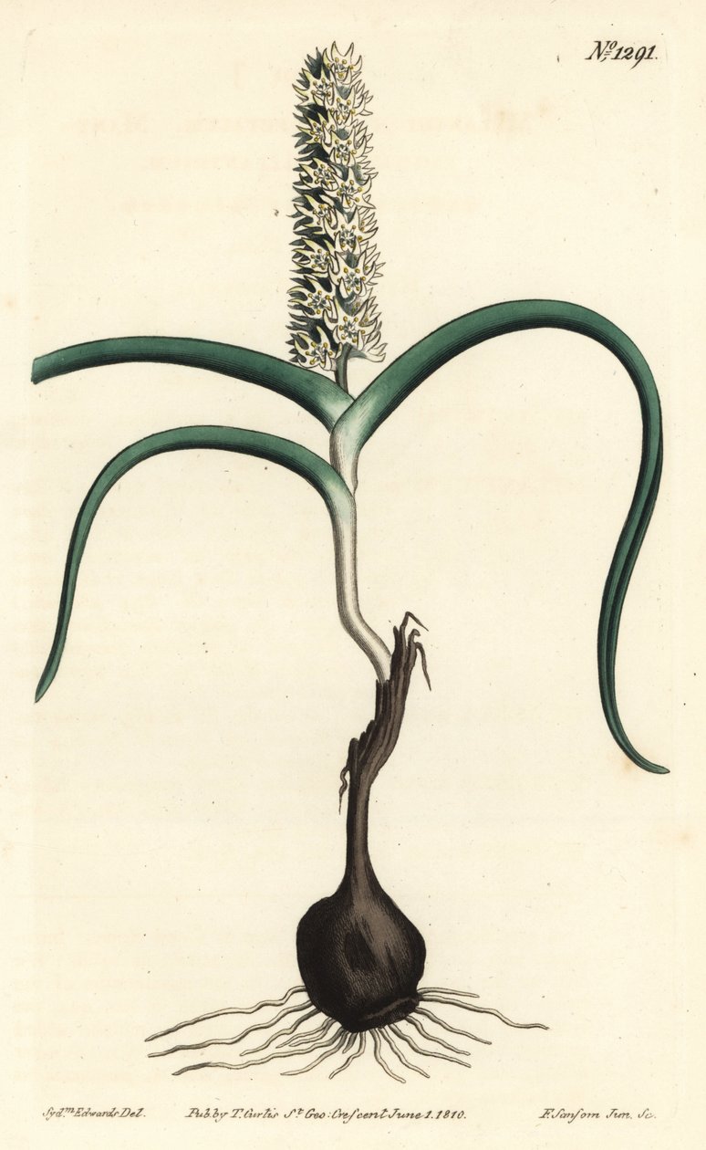 Wurmbea monopetala (Mångblommig melanthium, Melanthium monopetalum). Handkolorerad kopparstick av F. Sansom Jr. efter en illustration av Sydenham Edwards från William Curtis