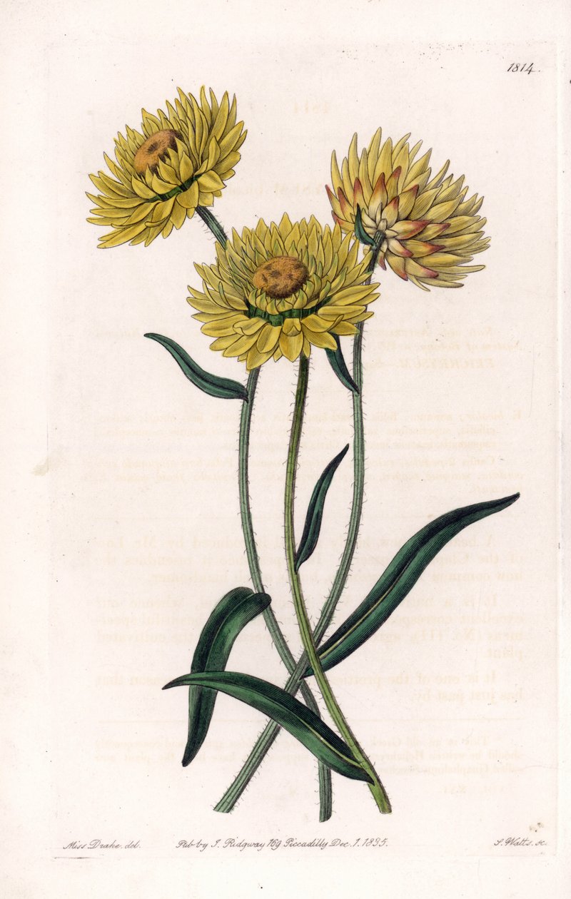 Xerochrysum variete, endemisk i Australien - Graverad av S.Watts, från en illustration av Sarah Anne Drake (1803-1857), från Botanical Register of Sydenham Edwards (1768-1819), England av Sydenham Teast Edwards