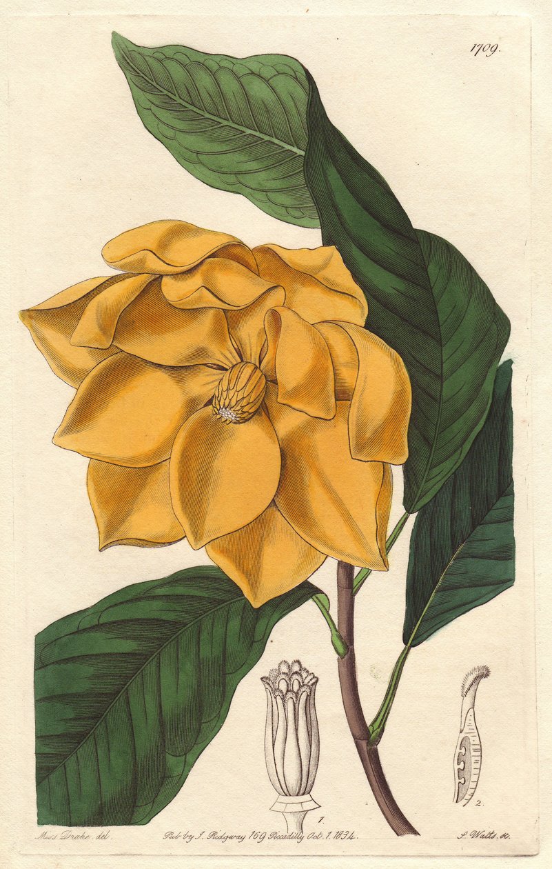 Gulblommig Magnolia, infödd i Java (Indonesien) - Strong water av S. Watts från en illustration av Sarah Anne Drake (1803-1857), från Botanical Register av Sydenham Teast Edwards