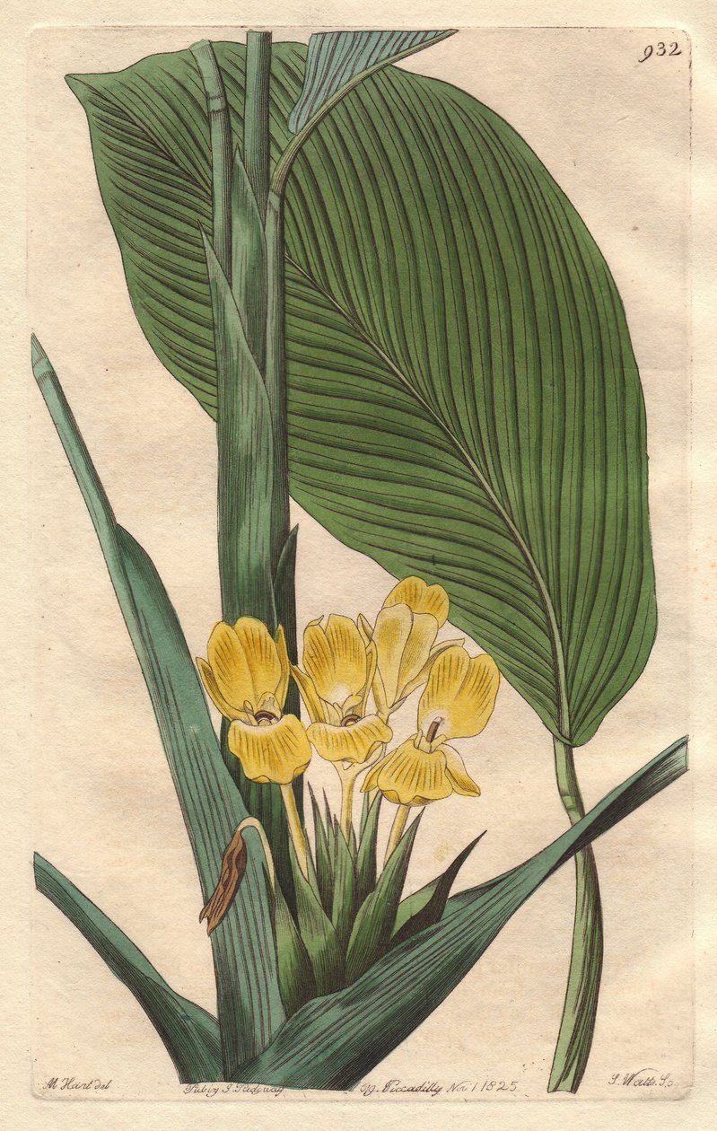 Gulblommig calathea, infödd i Brasilien - S. Watts starkt vatten från en illustration av M. Mart, från det botaniska registret av Sydenham Teast Edwards