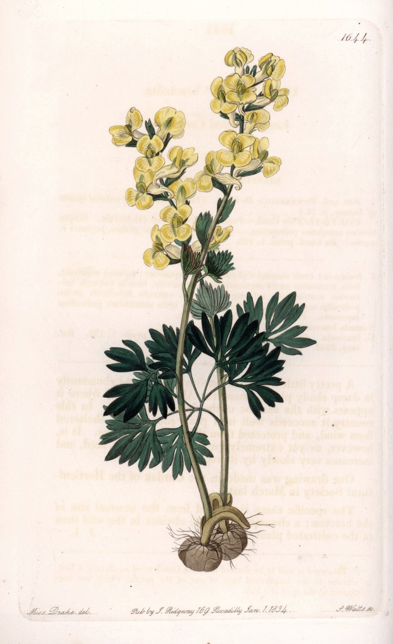 Gulblommig corydale variete - Graverad av S.Watts, från en illustration av Sarah Anne Drake (1803-1857), från Botanical Register of Sydenham Edwards (1768-1819), England av Sydenham Teast Edwards