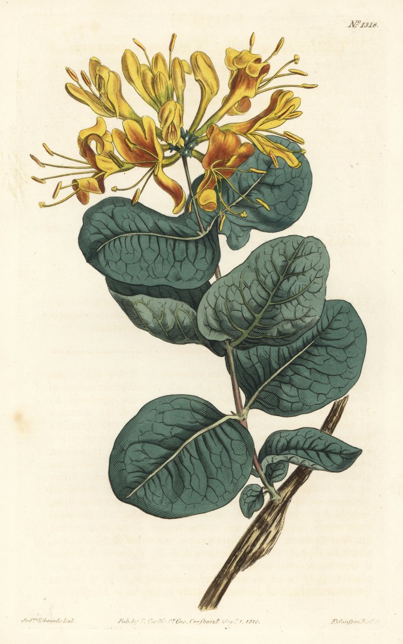 Gulblommig träbina, Lonicera flava. Handkolorerad kopparstick av F. Sansom Jr. efter en illustration av Sydenham Edwards från William Curtis