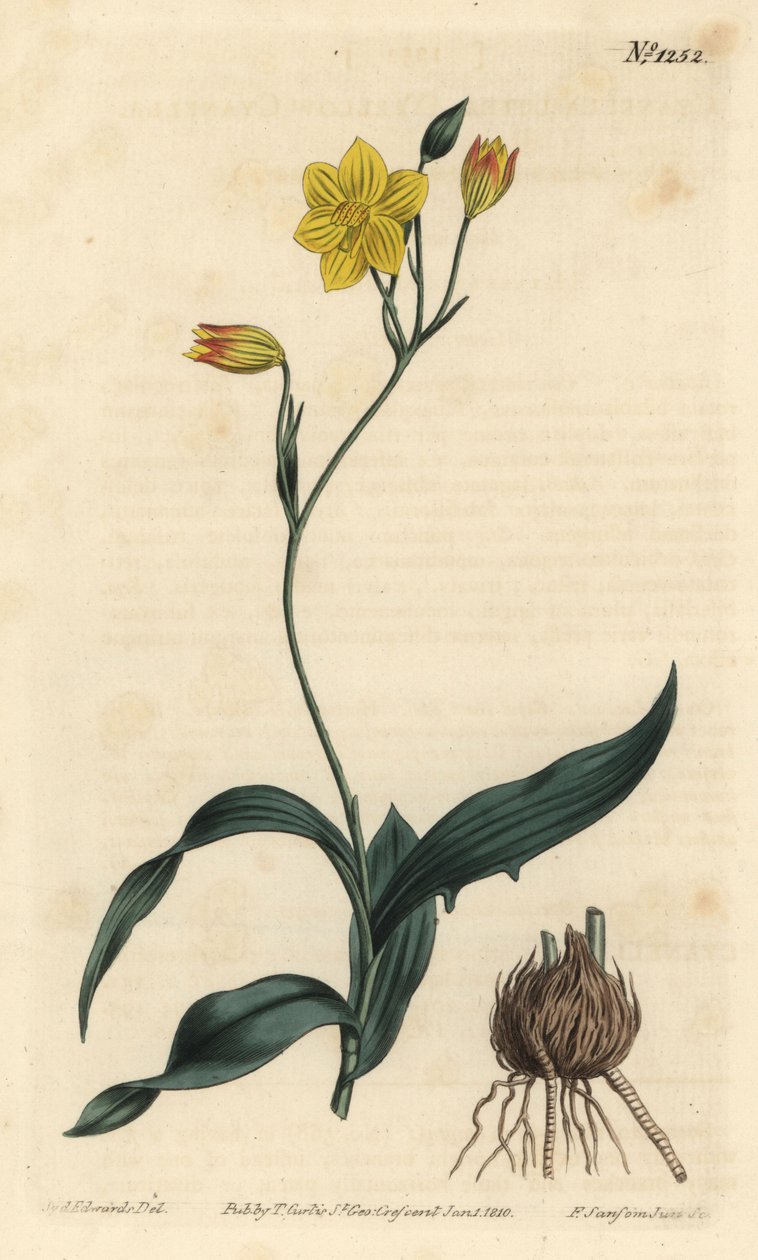 Gul cyanella, Cyanella lutea. Handkolorerad kopparstick av F. Sansom Jr. efter en illustration av Sydenham Edwards från William Curtis