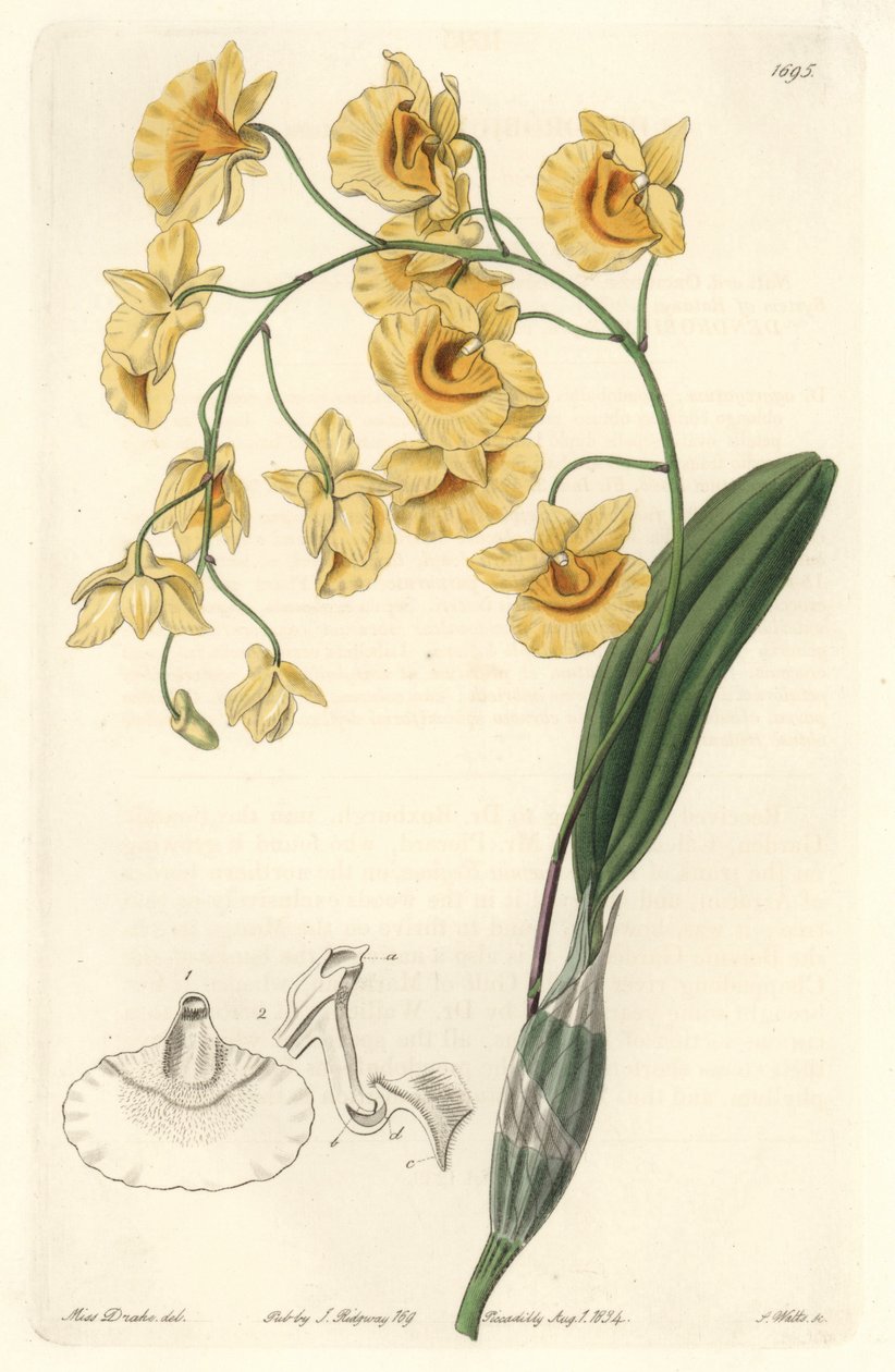 Gul dendrobium orkidé, infödd i Indien - Strong water av S. Watts från en illustration av Sarah Anne Drake (1803-1857), från det botaniska registret av Sydenham Teast Edwards