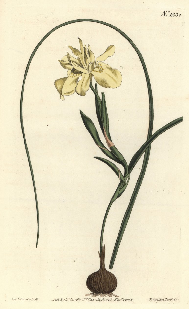 Gul eskulentrotad moraea, Moraea fugax (Moraea edulis). Handkolorerad kopparstick av F. Sansom Jr. efter en illustration av Sydenham Edwards från William Curtis