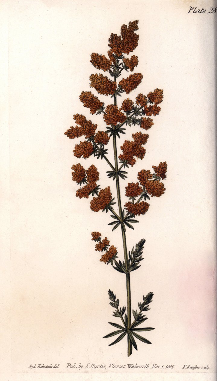 Gul gaillet eller gul mjölkvaktel. Färgad kopparstick, illustration av Sydenham Edwards (1768-1819) för Conferences of Botanical, Botanical Garden of Lambeth (England) av Sydenham Teast Edwards