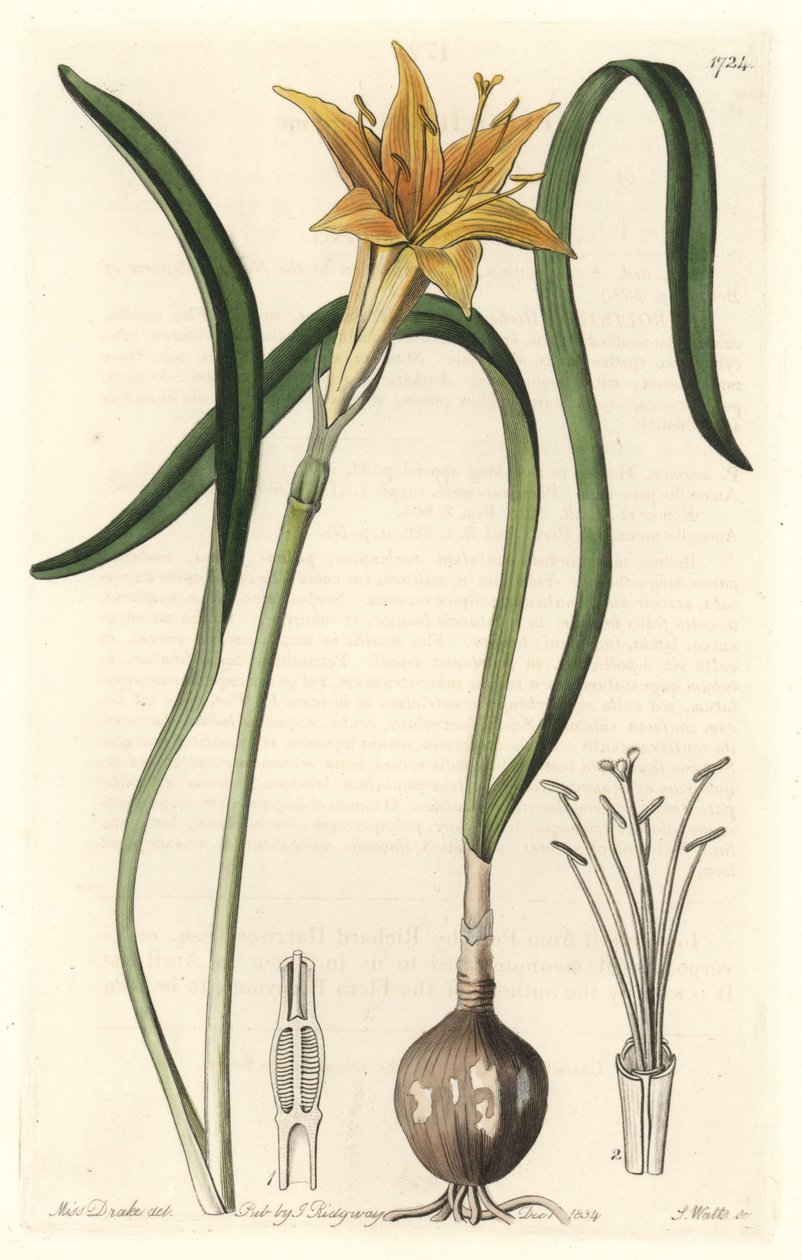 Gul pyrolirion (Amaryllis arvensis), infödd i Peru - Strong water av S. Watts från en illustration av Sarah Anne Drake (1803-1857), extraherad från det botaniska registret av Sydenham Teast Edwards
