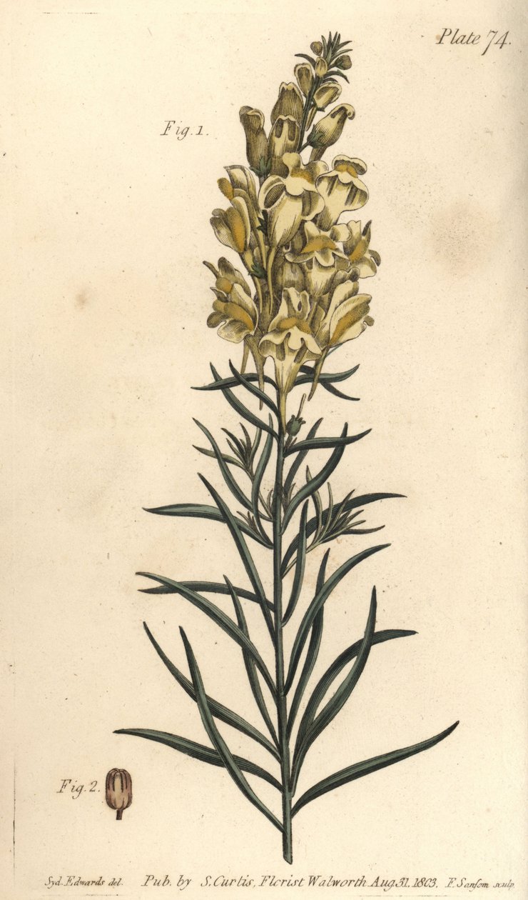 Gul padda lin eller snapdragon, Antirrhinum majus, Angiospermia. Handkolorerad kopparstick av F. Sansom av en botanisk illustration av Sydenham Edwards för William Curtis