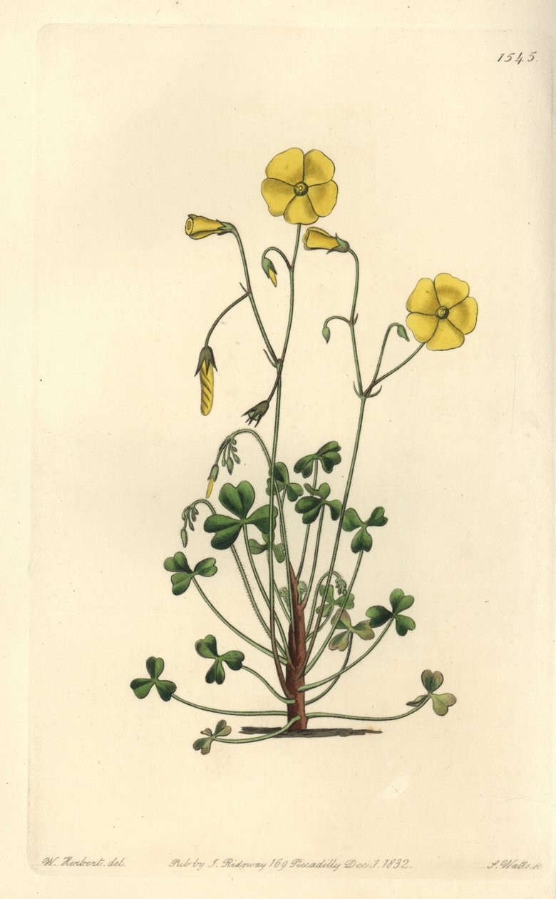 Gul skogssorrel, Oxalis micrantha (Cummings oxalis, Oxalis cummingii). Handkolorerad kopparstick av S. Watts efter en illustration av William Herbert från Sydenham Edwards
