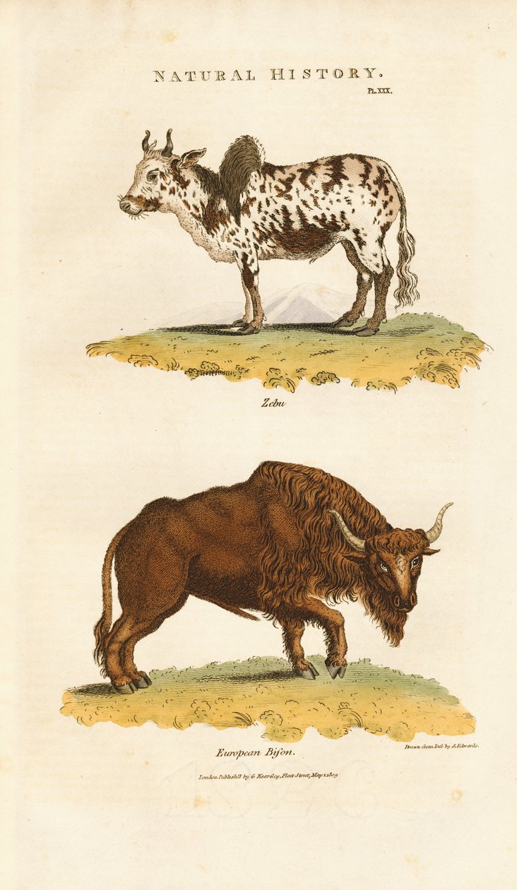 Zebu och europeisk bison av Sydenham Teast Edwards