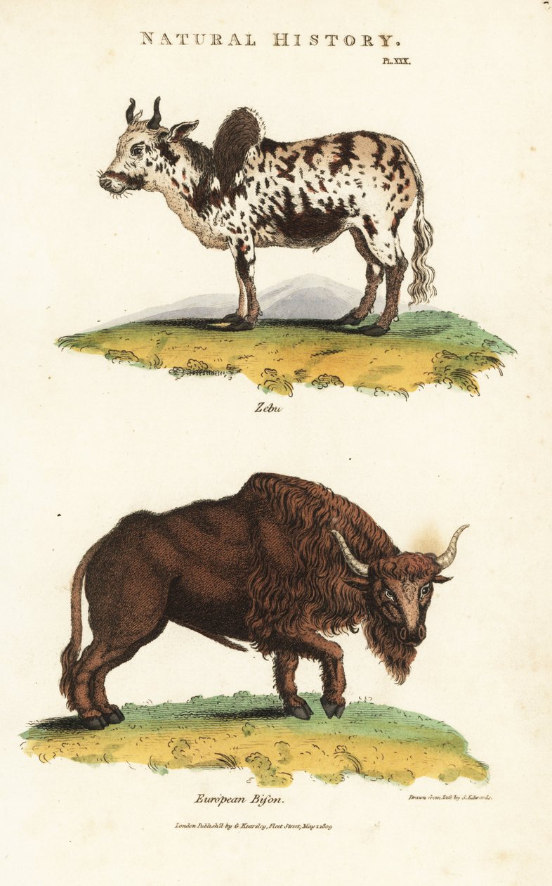 Zebu och bison - Zebu puckelboskap, Bos indicus, och europeisk bison, Bison bonasus. Handfärgad kopparstick efter Sydenham Edwards från John Mason Goods Pantologia, a New Encyclopedia, G. Kearsley, London av Sydenham Teast Edwards