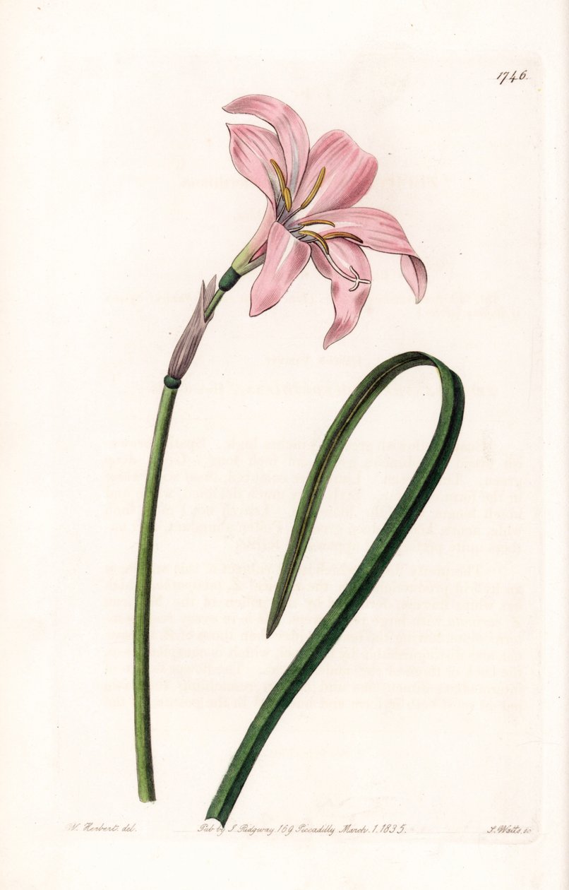 Zephyranthes hybridvariant - Plåt graverad av S.Watts, från en illustration av Sarah Anne Drake (1803-1857), från Botanical Register of Sydenham Edwards (1768-1819), England av Sydenham Teast Edwards
