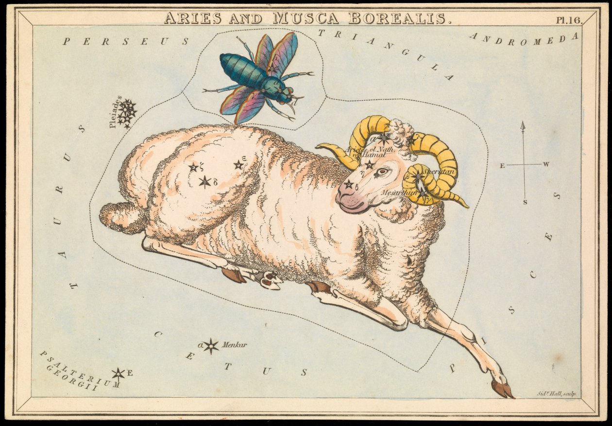 Aries och Musca borealis, ca 1825 (kort, papper, silkespapper) av Sydney Hall