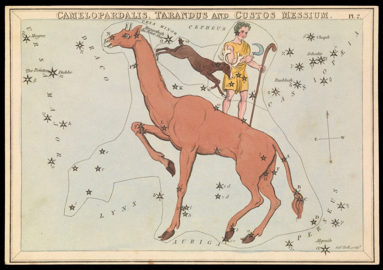 Camelopadalis, Tarandus och Custos Messium, ca 1825 (kort, papper, vävnad ) av Sydney Hall