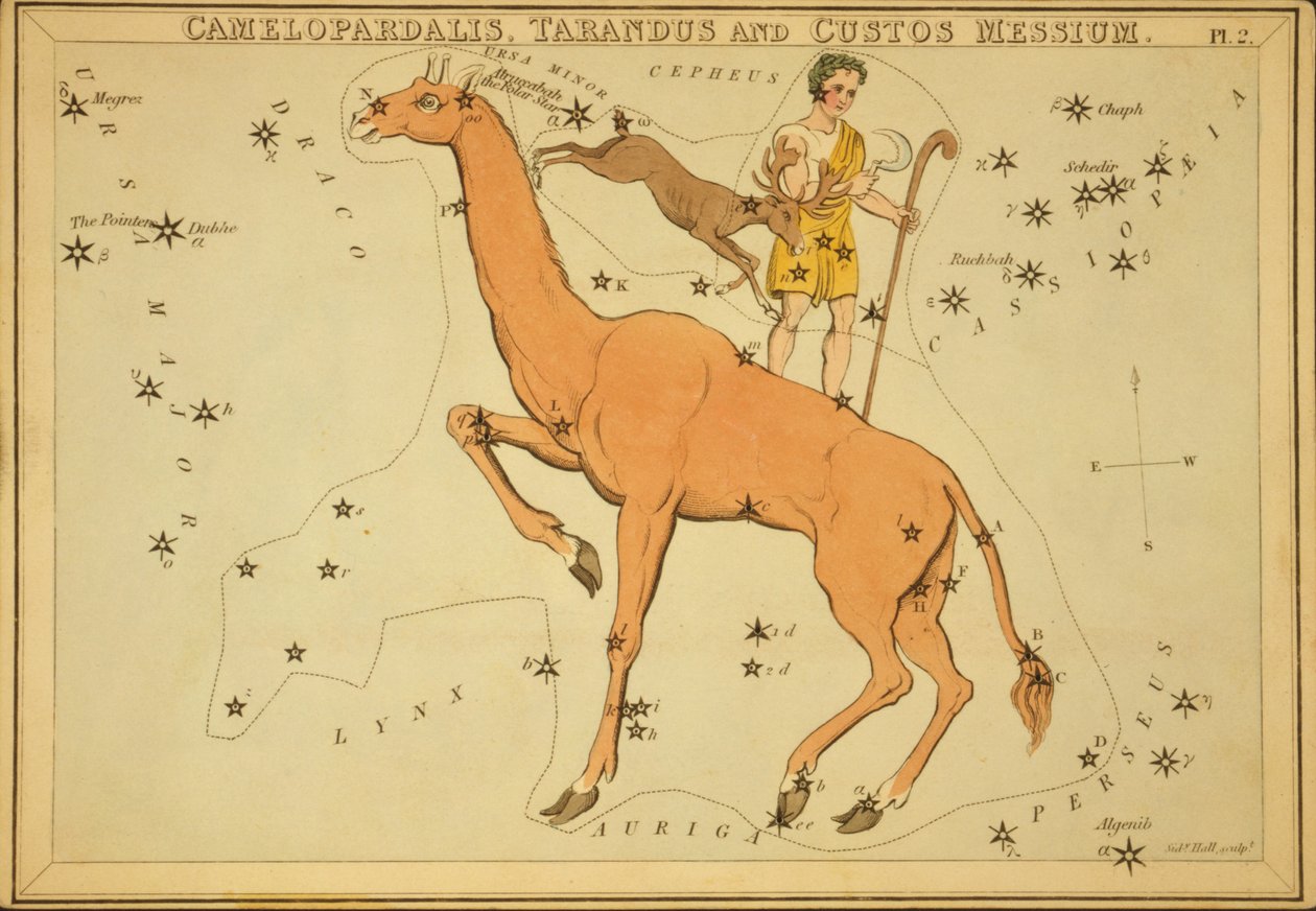 Camelopardalis, Tarandus och Custos Messium, Illustration från 