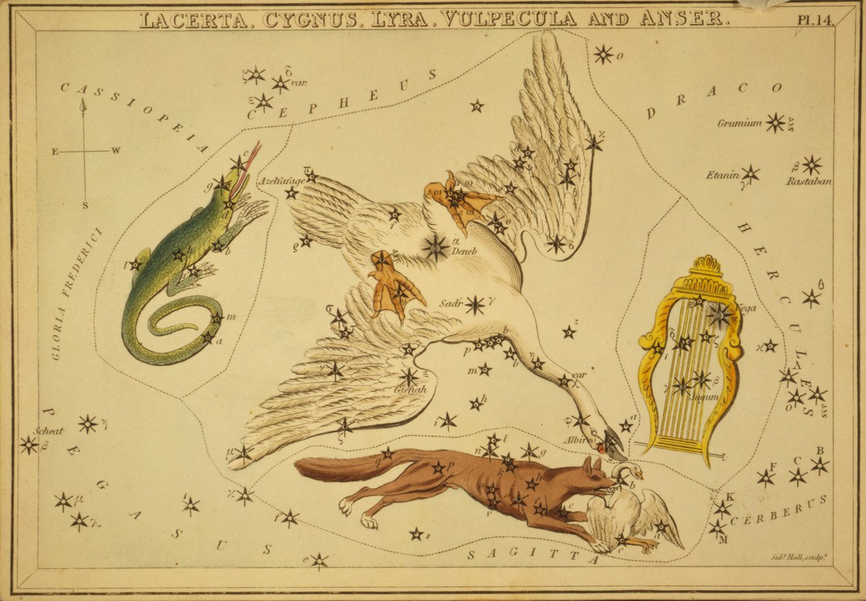 Ödla, svan, lyra, räv och gås, illustration från 