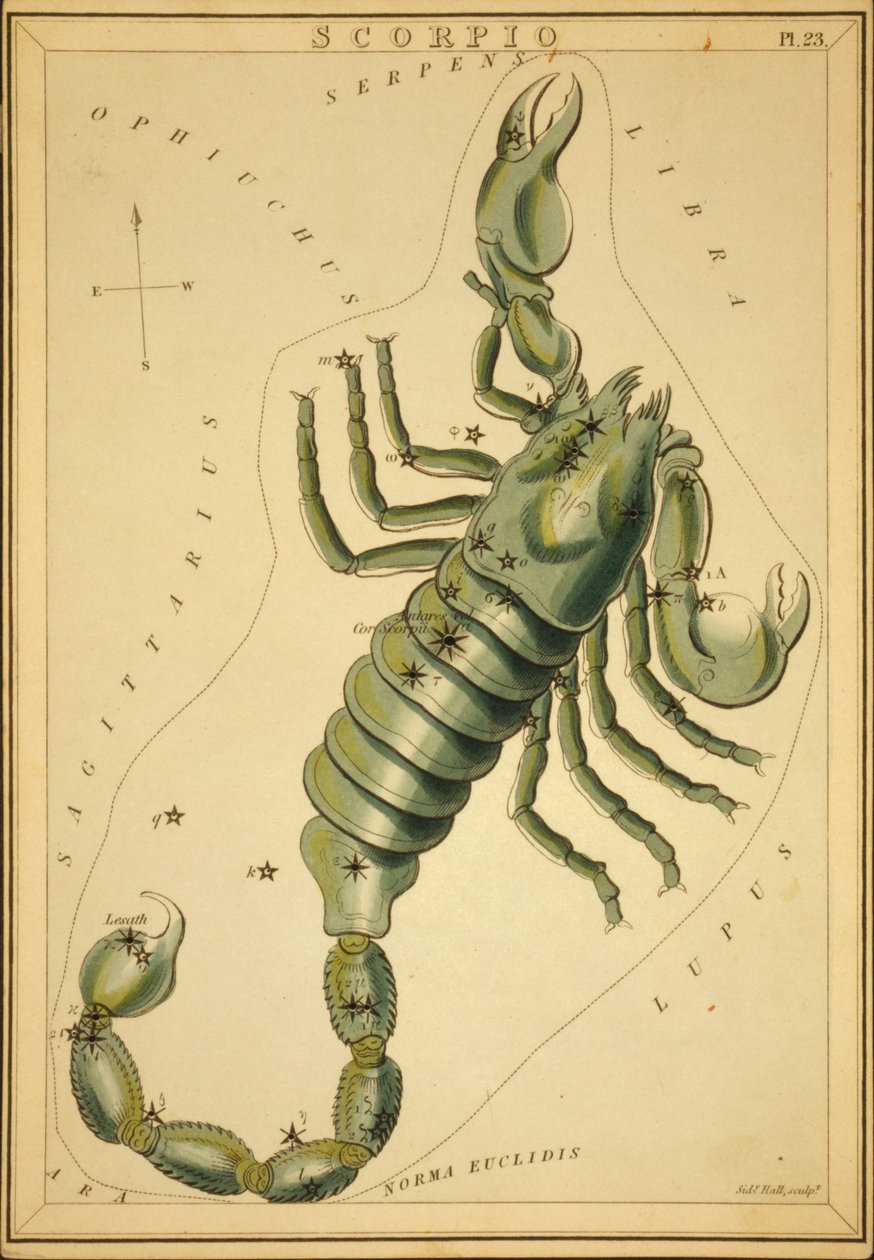 Skorpionen, illustration från 