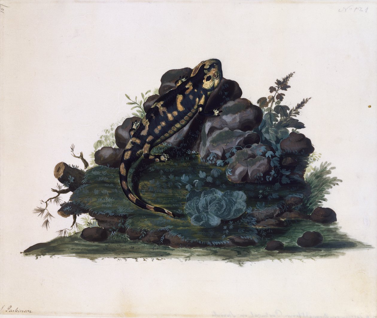 Salamander, akvarell av Sidney Parkinson (ca 1745-1771), Storbritannien av Sydney Parkinson