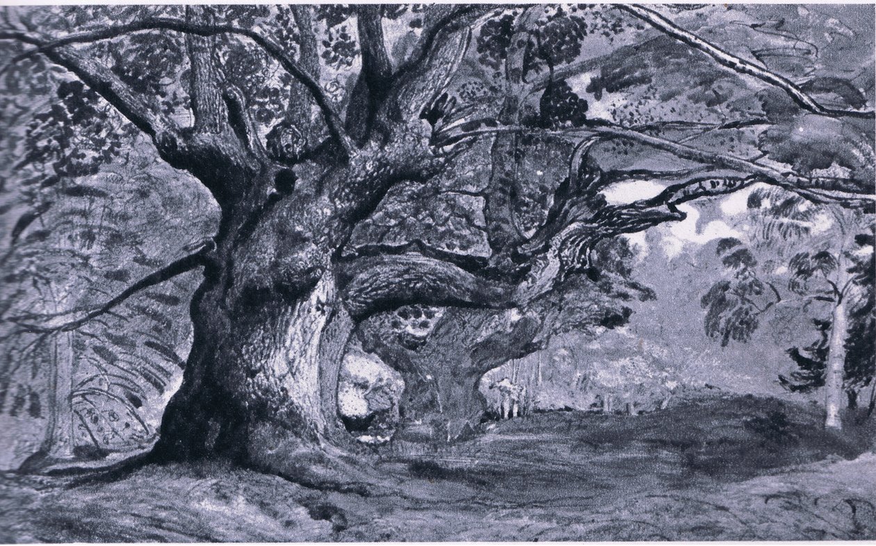 The Panshanger Oak, Hertfordshire, Nature in Britain publicerad av Collins, 1946 av T. Medland