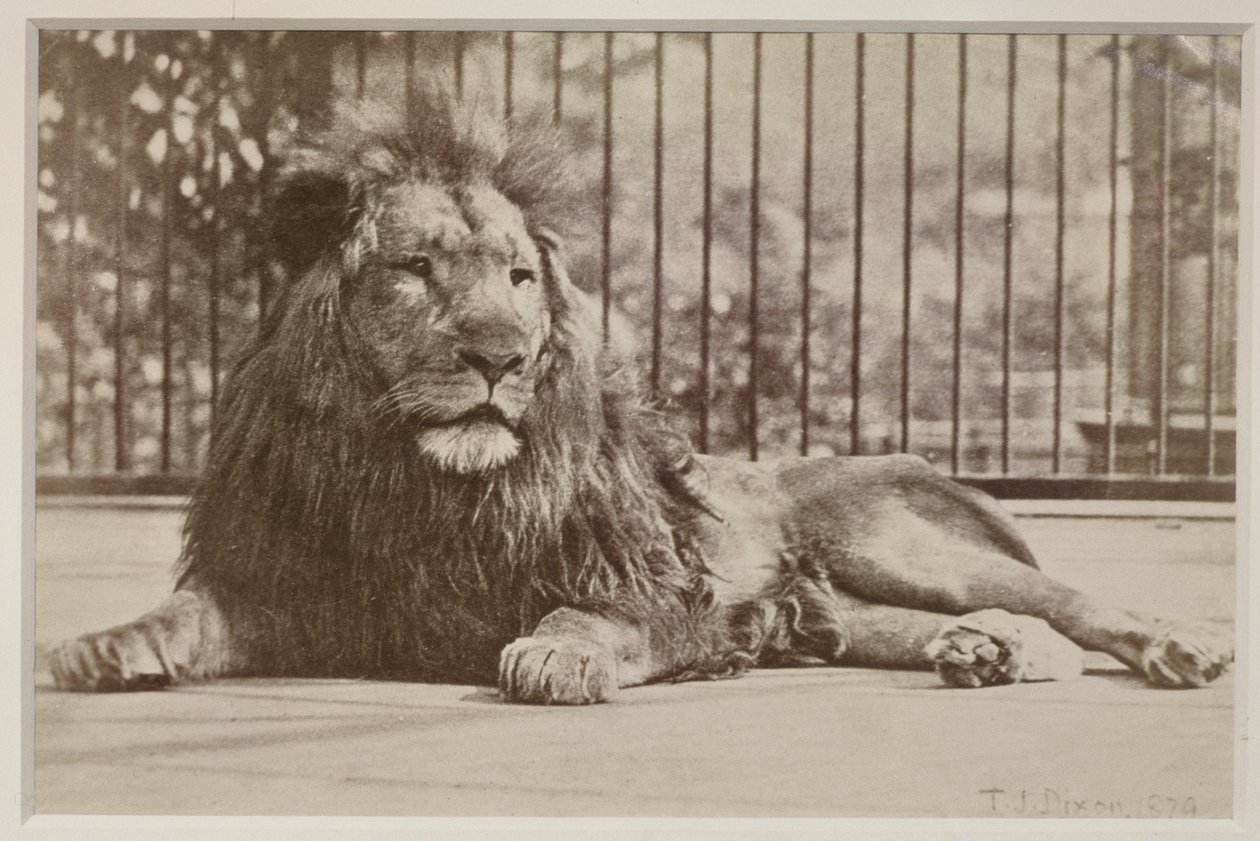 Lejon i bur, 1879 (albumintryck) av T.J. Dixon