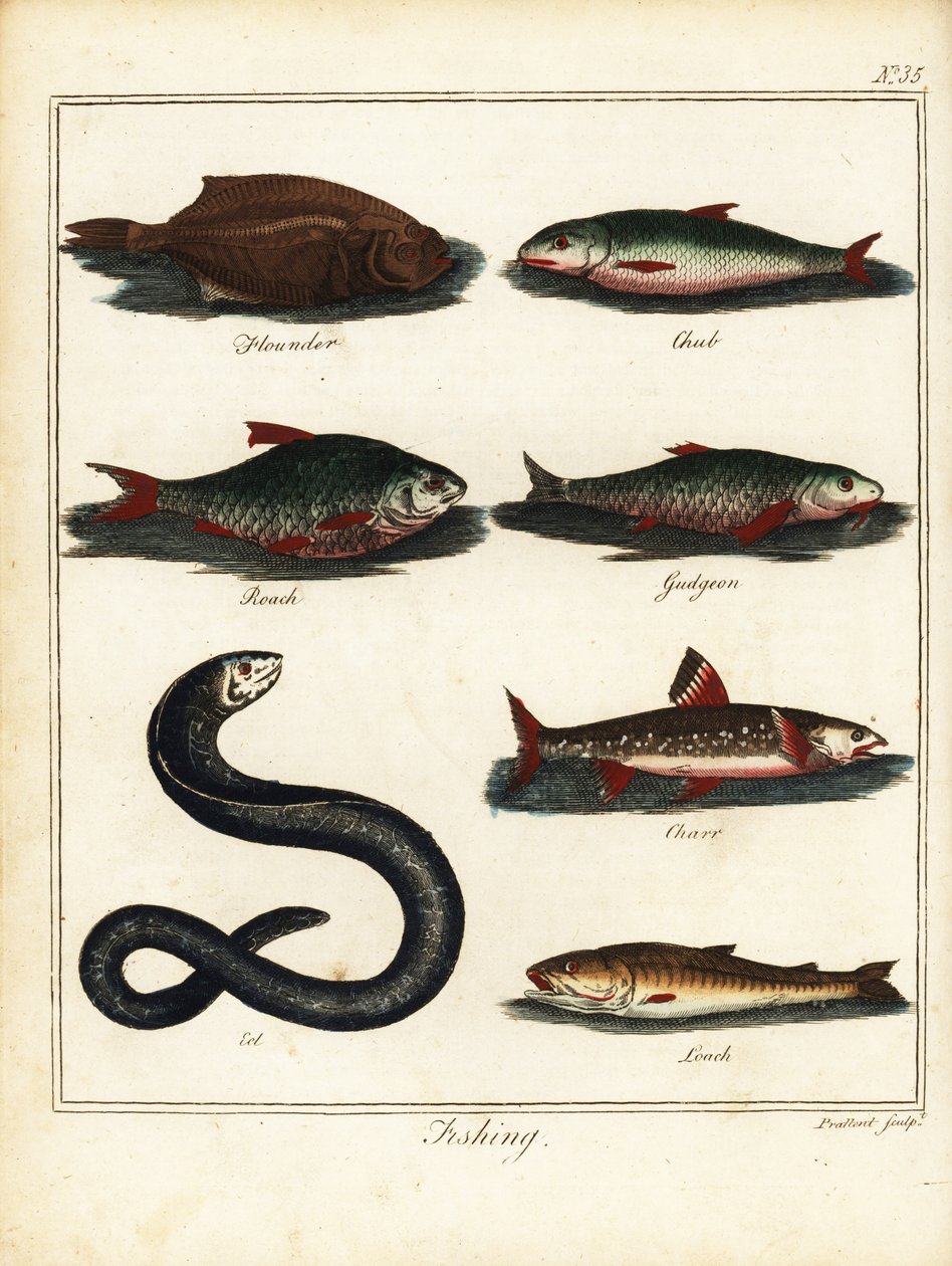 Fiske: flundra, färna, mört, kola, röding, ål, loach. 1792 (gravyr) av T. Prattent