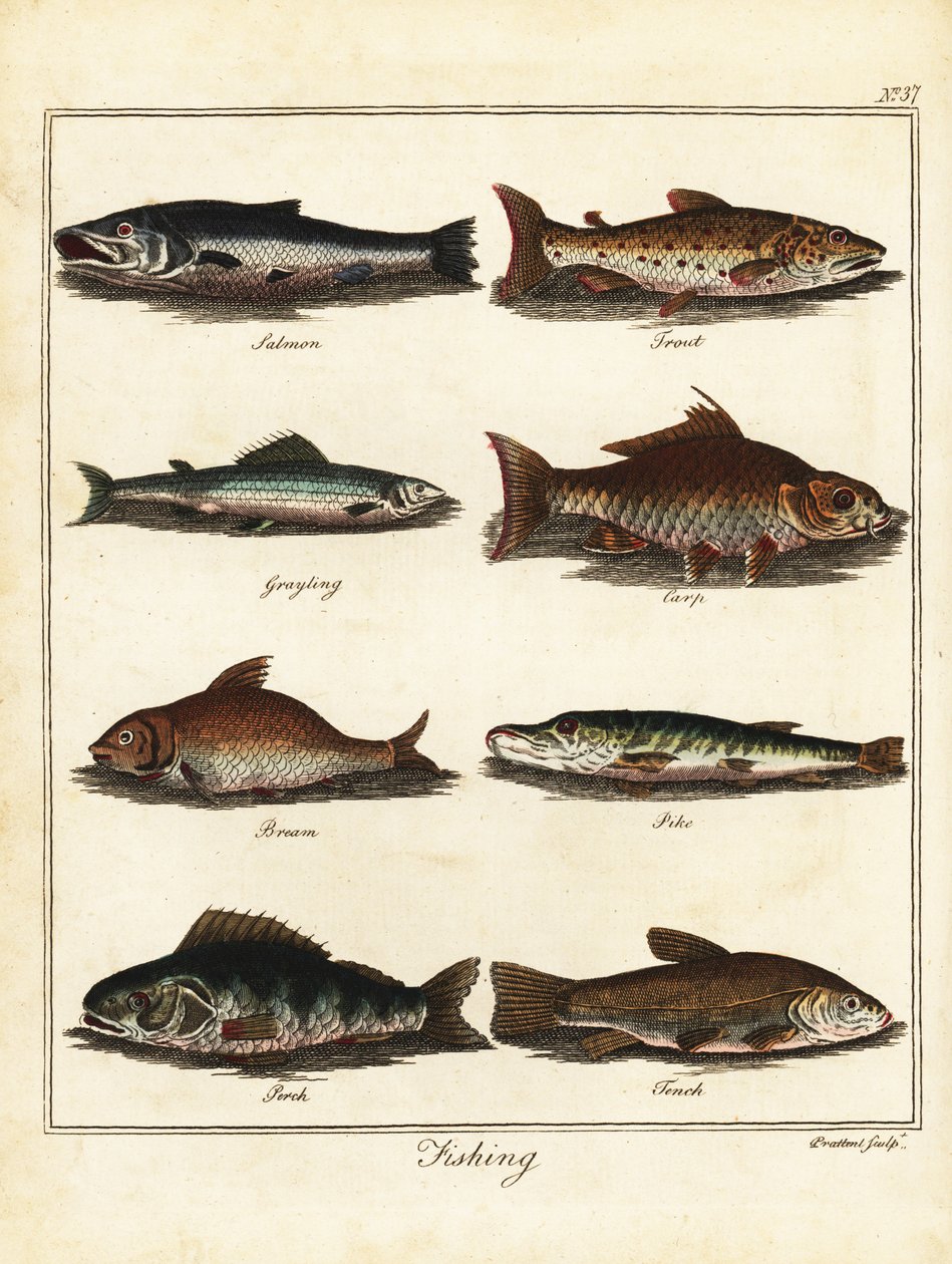 Fiske: lax, öring, harr, karp, braxen, gädda, abborre, tenc 1792 (gravyr) av T. Prattent