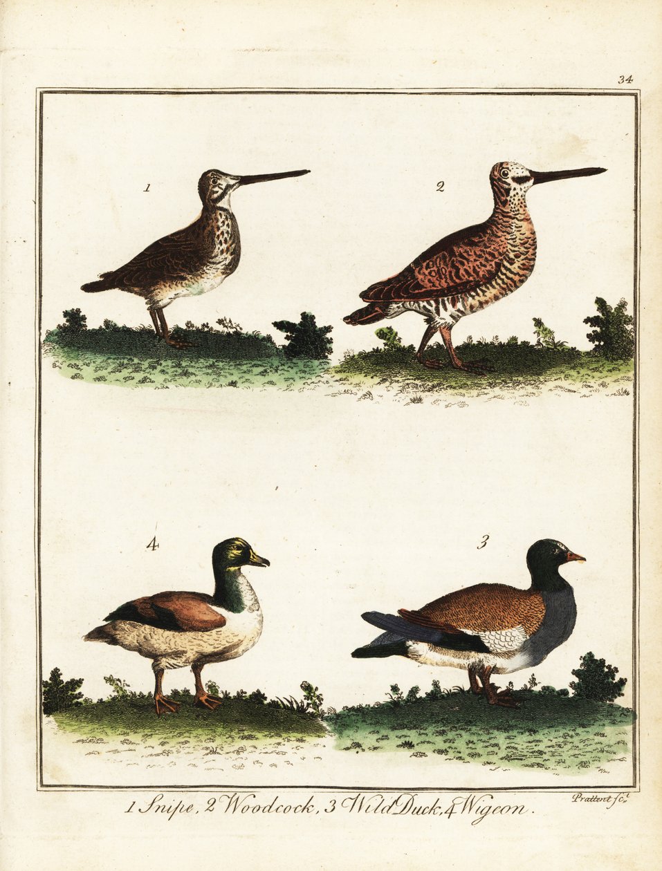 Fågelvilt: beckasin, snäppa, vild anka och törja. 1792 (gravyr) av T. Prattent