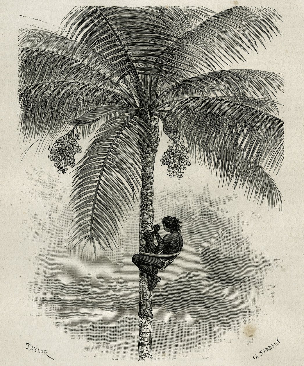 La recolte de la wax de palmier ceroxylon, dans le Quindio (Colombia), gravyr av Taylor och Ferdinandus, för att illustrera berättelsen L