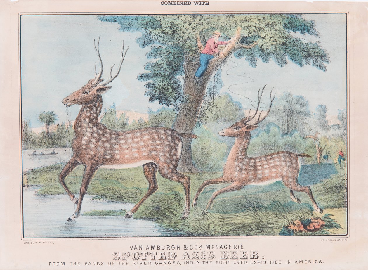 Spotted Axis Deer (wc på papper) av T. W. Strong