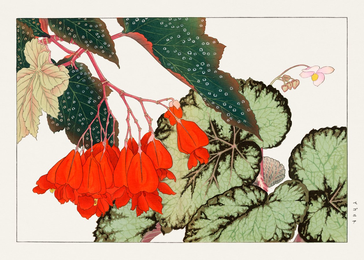Cracklin Rosie Begonia-blomma från "Seiyou Sokazufu" av Tanigami Konan