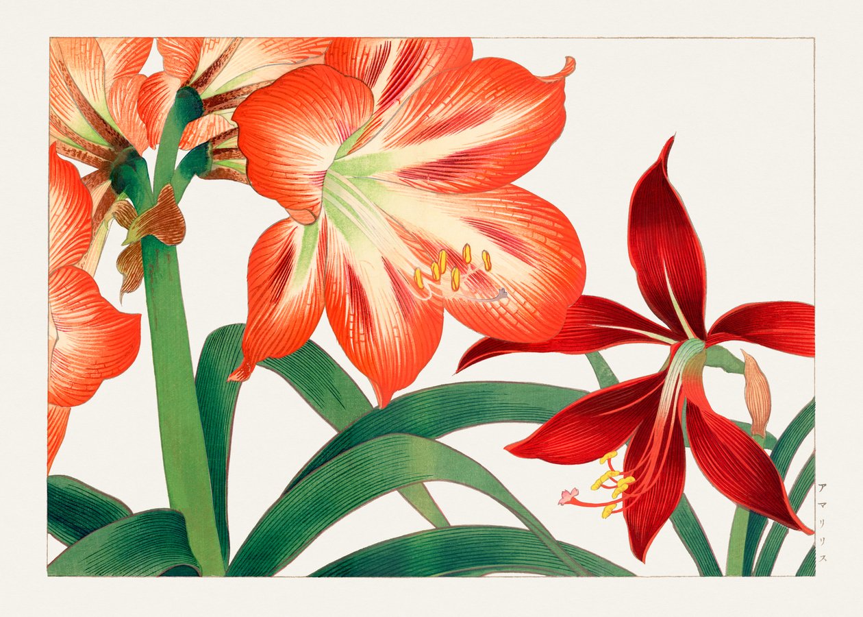 Vintage amaryllisblomma från "Seiyou Sokazufu" av Tanigami Konan