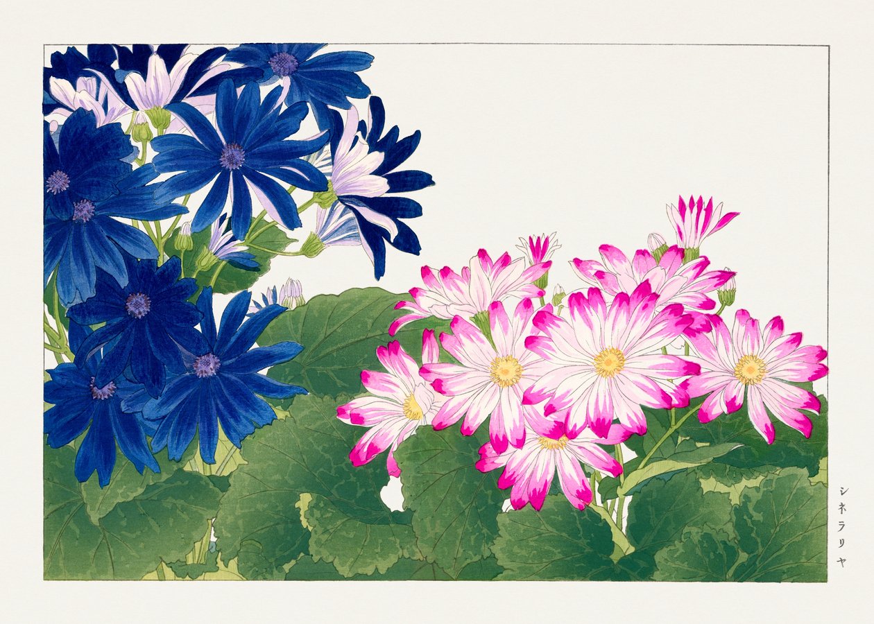 Vintage cineraria blomma från "Seiyou Sokazufu" av Tanigami Konan