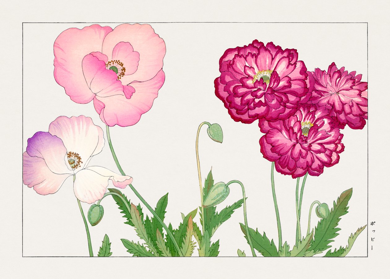 Vintage vallmoblomma från "Seiyou Sokazufu" av Tanigami Konan