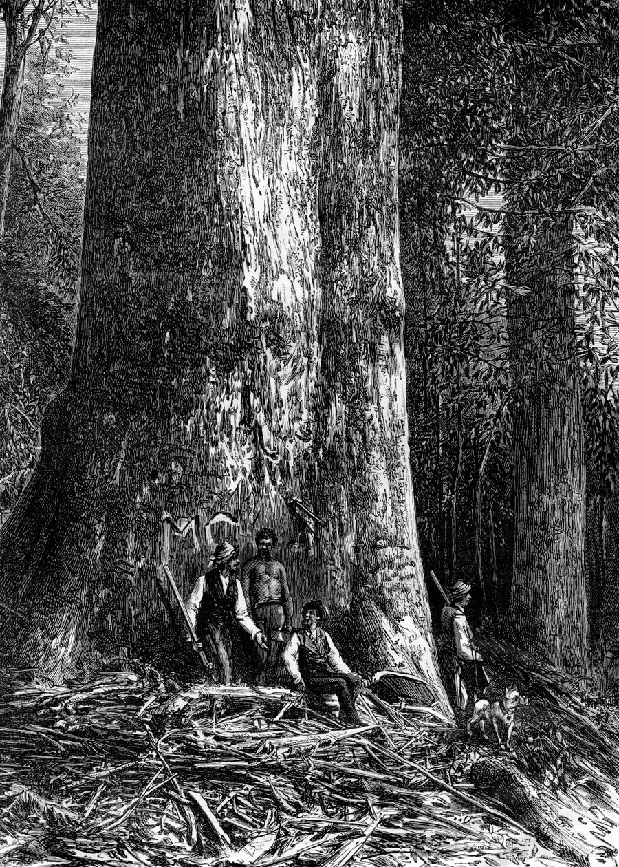 Jätteeukalyptus, Australien, 1886 av Taylor