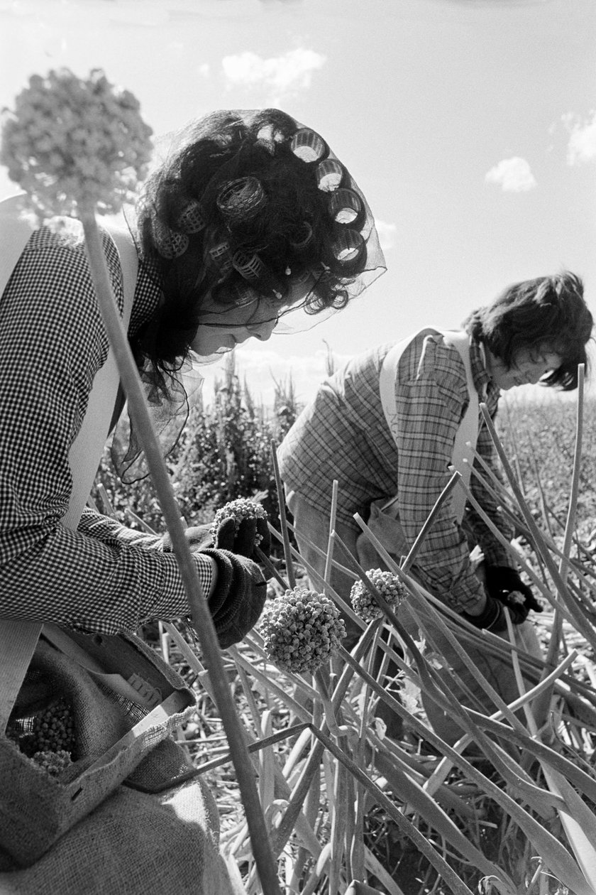 Familjejordbrukaren Ed Ker på A.M. Ker Ranch är en jordbrukande homesteader som odlar alfalfa... av Ted Spiegel