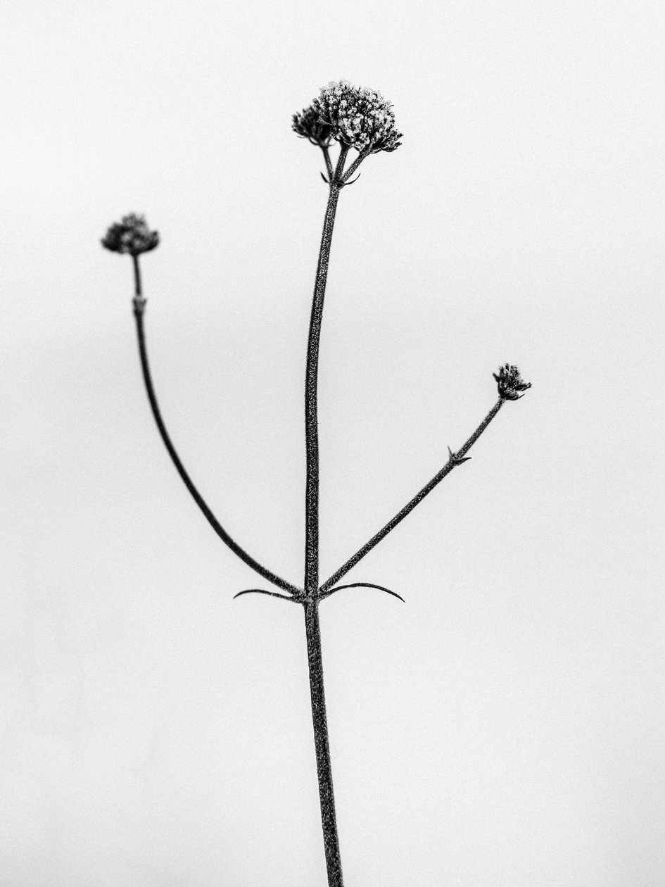 Amid the Flowers 11, 2021 (s/v-foto) av Teis Albers