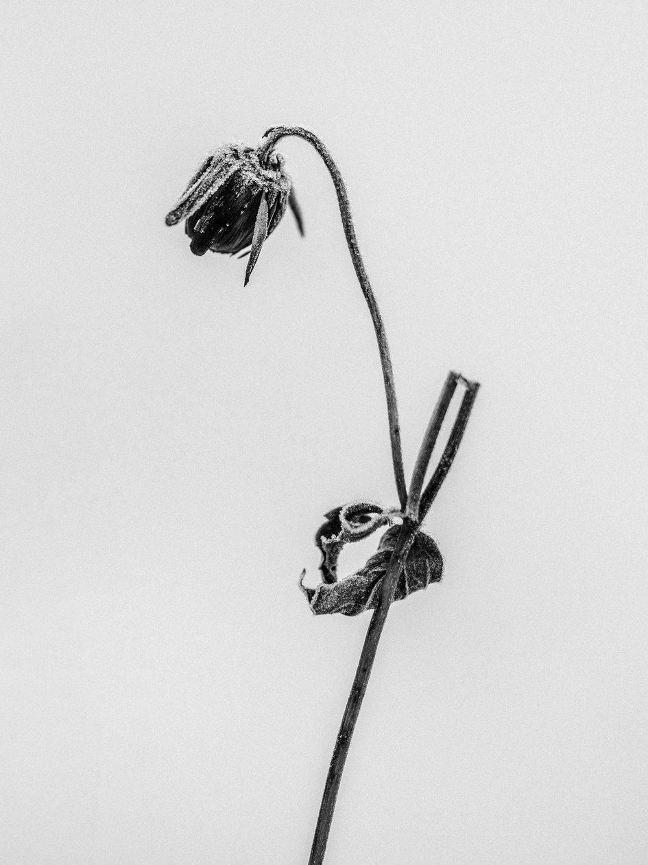 Amid the Flowers 12, 2021 (s/v-foto) av Teis Albers