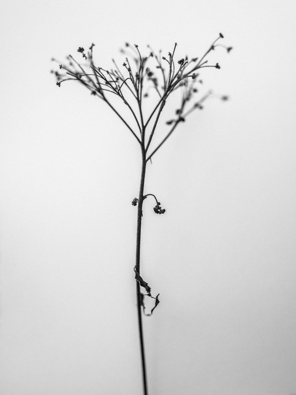 Amid the Flowers 13, 2021 (s/v-foto) av Teis Albers