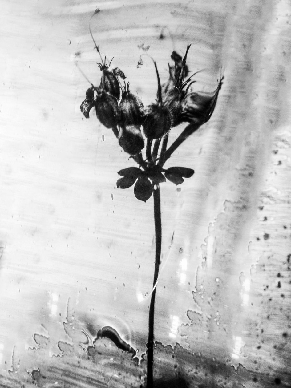 Amid the Flowers 14, 2021 (s/v-foto) av Teis Albers