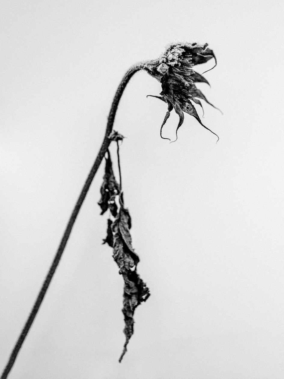 Amid the Flowers 15, 2021 (s/v-foto) av Teis Albers