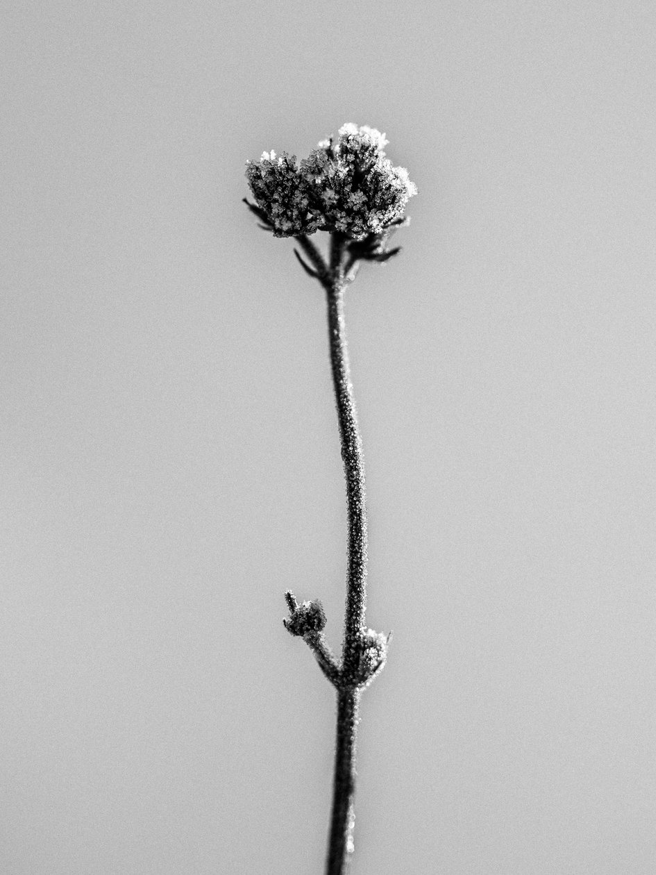 Amid the Flowers 16, 2021 (s/v-foto) av Teis Albers