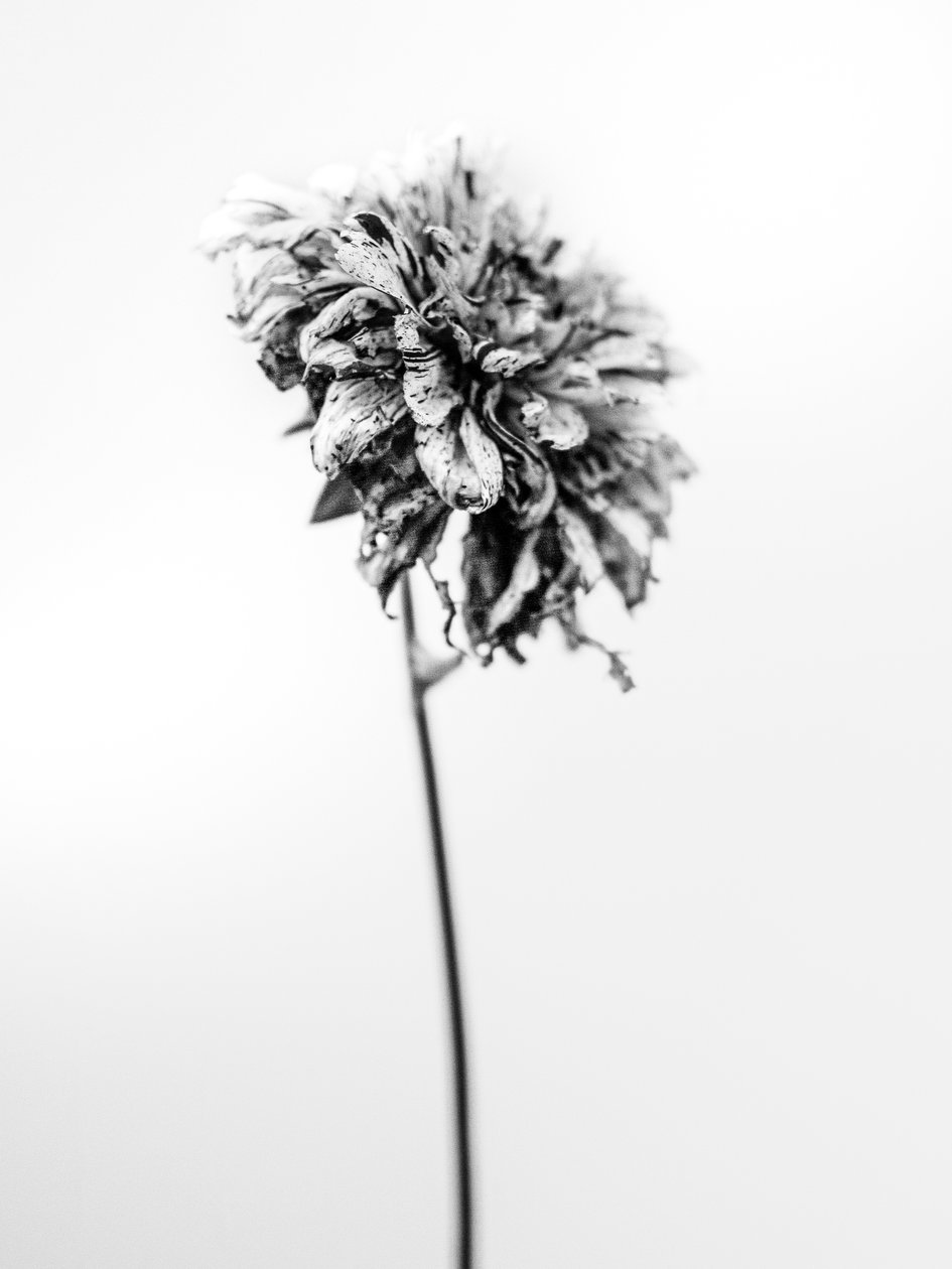 Amid the Flowers 17, 2021 (s/v-foto) av Teis Albers