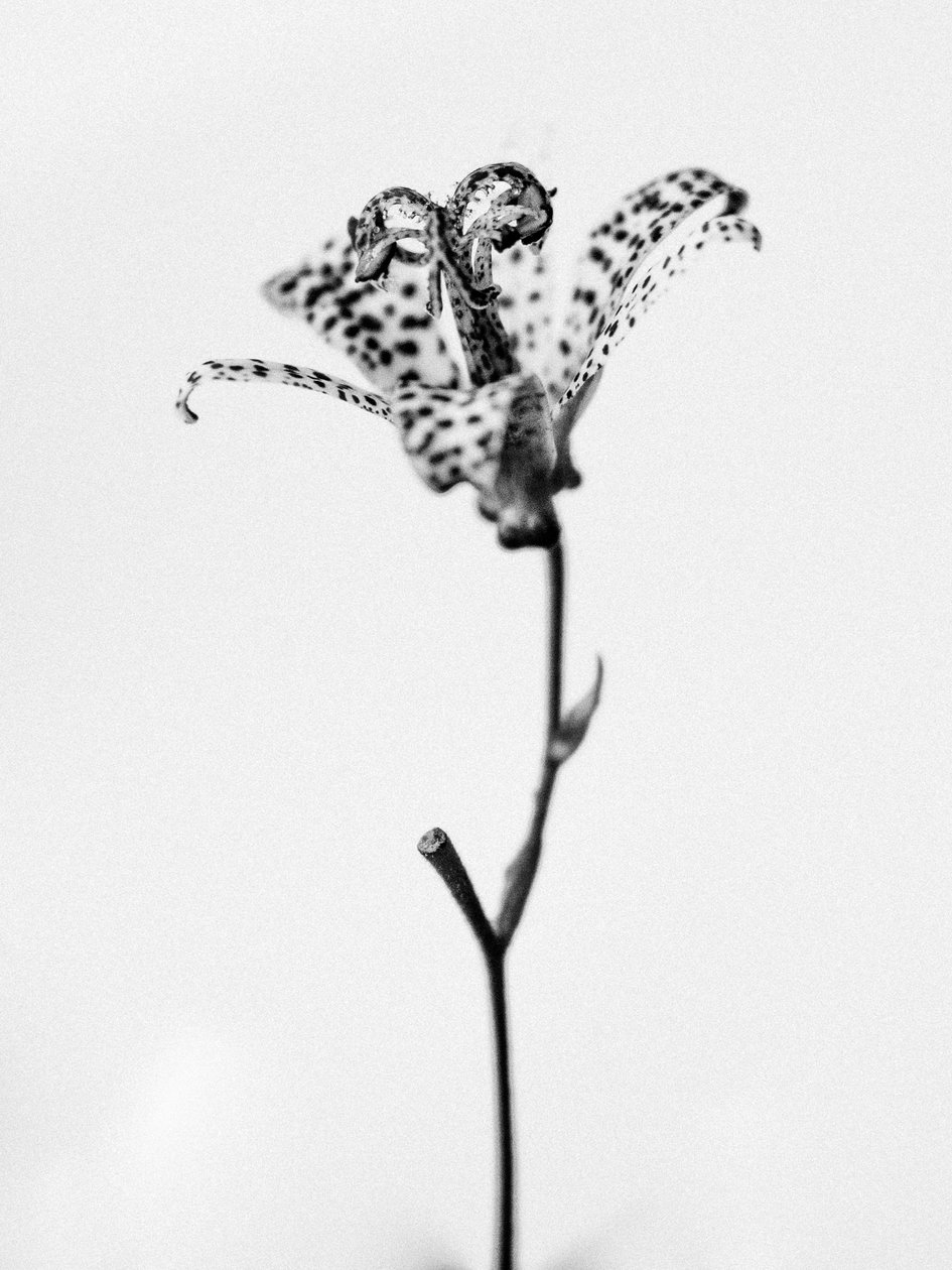 Amid the Flowers 18, 2021 (s/v-foto) av Teis Albers