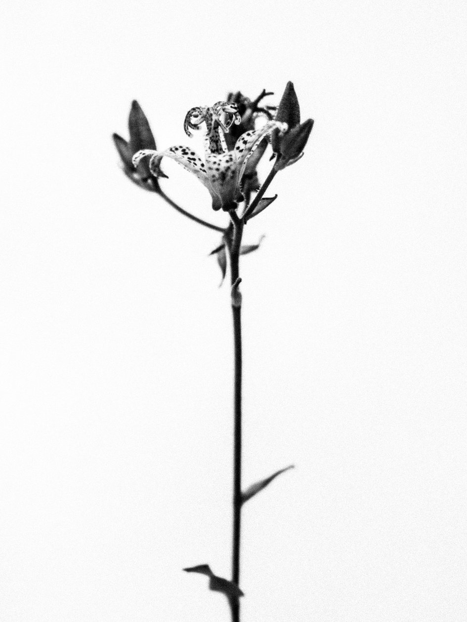 Amid the Flowers 19, 2021 (s/v-foto) av Teis Albers