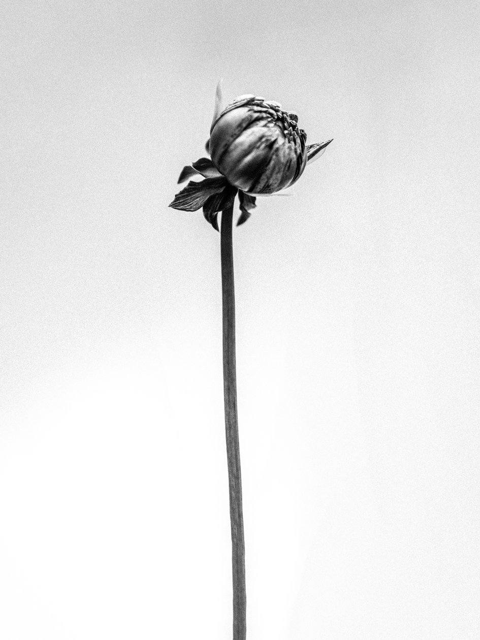 Amid the Flowers 20, 2021 (s/v-foto) av Teis Albers