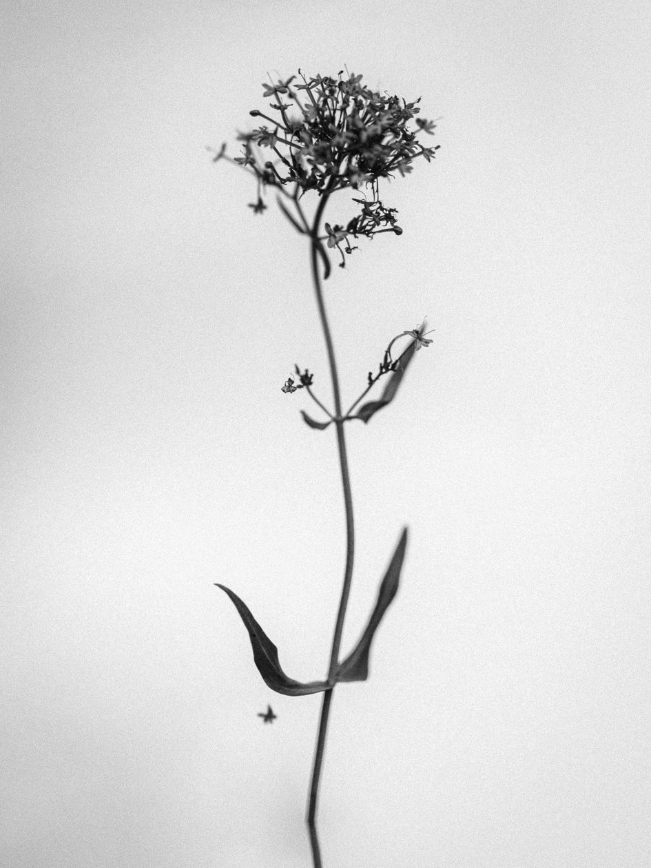 Amid the Flowers 21, 2021 (s/v-foto) av Teis Albers