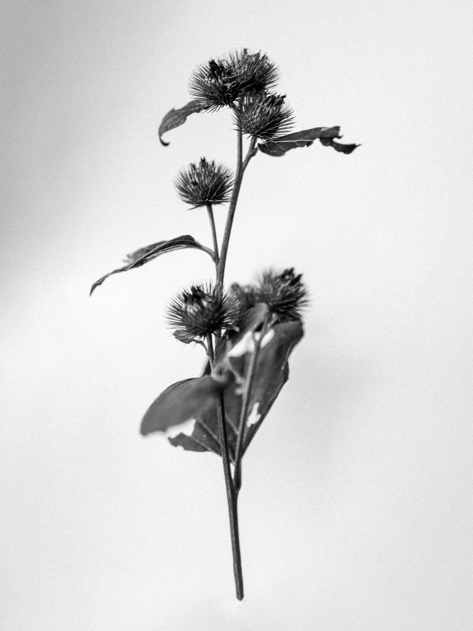 Amid the Flowers 23, 2021 (s/v-foto) av Teis Albers
