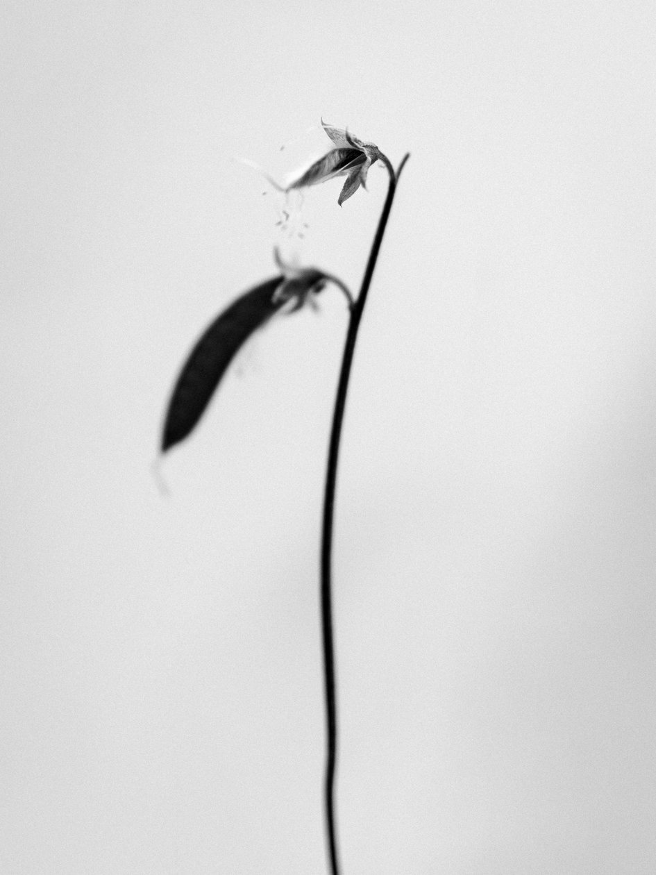 Amid the Flowers 27, 2021 (s/v-foto) av Teis Albers